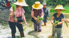 Thai Touch Tour Nakhon Nayok Ox Cart Riding Trip